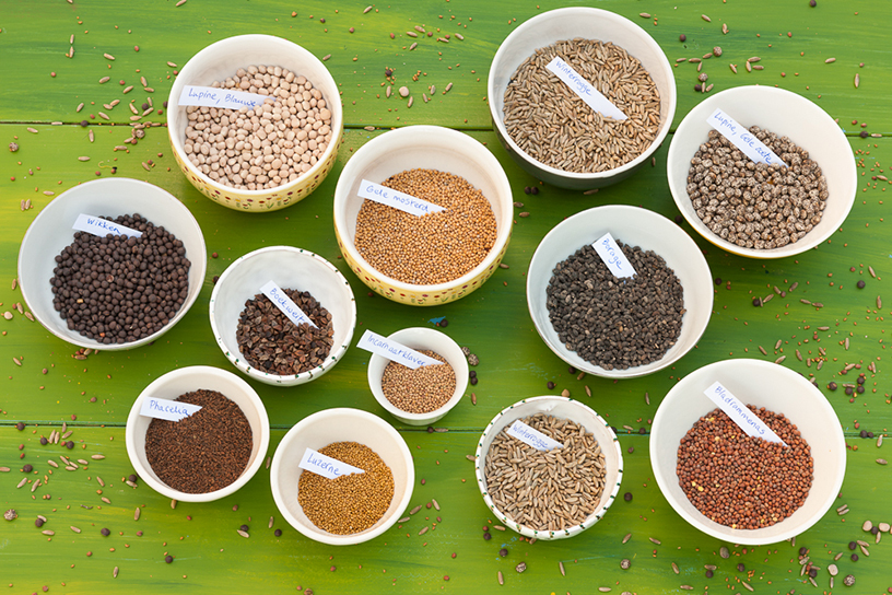 Verschillende soorten zaden in bakjes